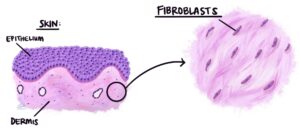 fibroblasts